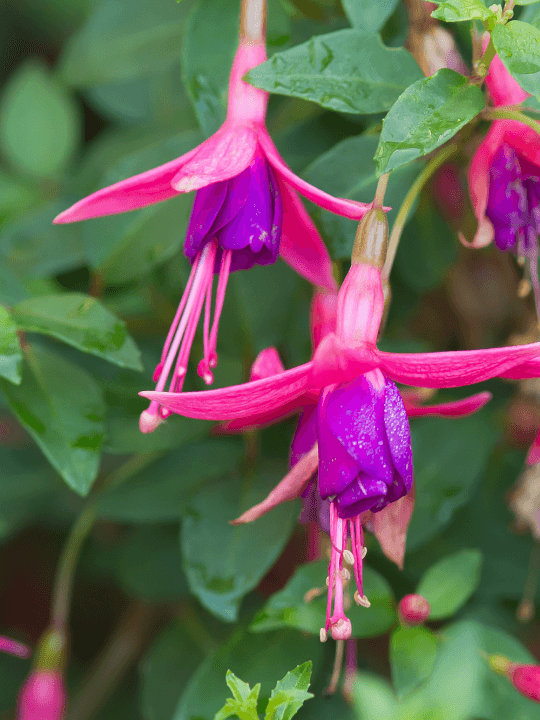 Fuchsia Tom Thumb